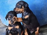 REZERVE AÇIK DOBERMAN