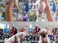 Teslime hazır 50 günlük 8 tane pug yavrular