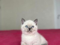 Brıtısh Shorthair Blue Point Yavrularım