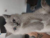 Sevimli British Shorthair Yavrular