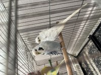 Muhabbet kuşu bir takım damızlık 2 ayrı erkek mermi