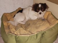 Şivava küçük boy köpeğimiz