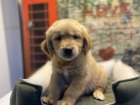Golden retriever erkek yavrumuz @petclubadanaa