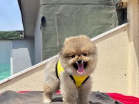Karbeyaz Pomeranian Boo