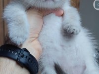 Scottish fold kedisi için ulaşınız
