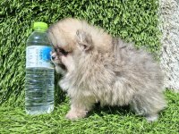 POMERANİAN BOO YAVRULAR (MAJYAJSIZ FÖNSÜZ)