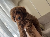 Evinizin neşesi poodle köpeğiniz