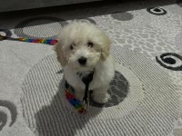Bebek Maltipoo