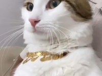 ÇOK ACİL YUVA NORVEÇ ORMAN KEDİSİ