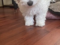MALTİPOO 4 AYLIK EĞİTİMLİ