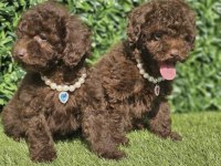 Toy Poodle Yavrumuz