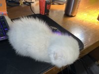 3 aylık mavi gözlü beyaz scottish fold yavrumuz