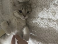2 tane British shorthair yavrularımız