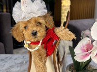 GÜZEL MALTİPOO KIZIM MİA