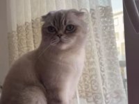 Scottish Fold Kedimiz Ankara