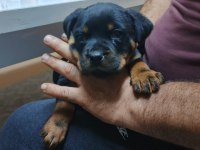 Irk garantili rottweiler yavrular
