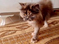 Dişi İran kedimiz