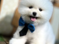 En mini boy pomeranian bebekler