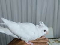 Yavru kartopu sultan papağanları