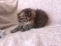 Tatlı bir erkek bebiş scottish fold