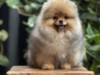 Mersin pomeranian boo yavru