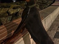 FCI KIF secereli doberman yavruları