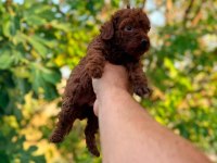 ANKARA NIN EN GÜZEL TOY POODLE YAVRULARI