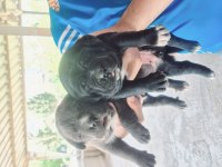 Cane corso orjinal yavrular