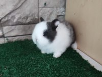 Orjinal Cüce Tavşan Yavruları İstanbul