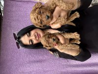 Red Brown Toy Poodle Yavrularım