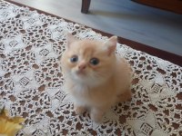 Küçük mü küçük british shorthair pıtırcıklara yuva