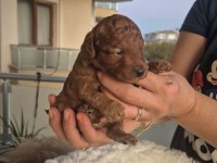KALİTELİ ORJİNAL KOYU KOREKAN POODLE YAVRULARIMIZ