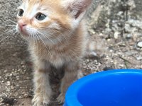 BİR BUÇUK AYLIK KEDİYE ACİL YUVA