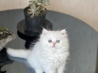Mükkemmel Kalite İsteyene British Longhair