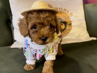 Toy poodle yavrularımız