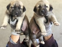 Kaliteli kangal yavrular