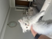 British longhair ve shorthair erkek ve dişi yavrular