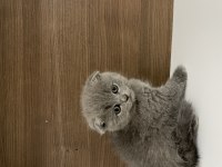 Mükemmel Scottish fold