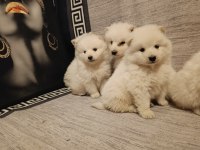 Safkan samoyed yavrular