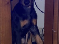 Doberman Amerikan Cinsi