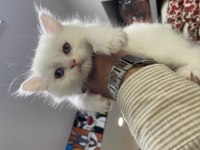 British Longhair Bebekler