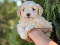 EN İYİ DOSTUNUZ MALTİPOO
