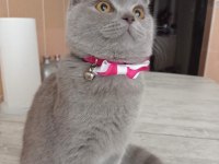 Scottish fold kedime ömürlük yuva