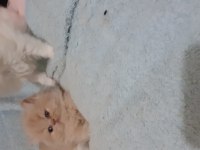 Safkan iran kedisi yavru