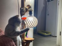 British shorthair whiskas