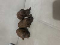 20 Günlük Poodle Yavrular