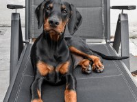 Dişi Erkek Doberman Kapıda Ödemeli Güvenli Sistem