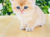 Tip kürk şahane british shorthair prenses