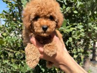 Show kalite sağlık garantili poodle yavrularım