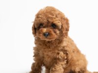 A kalite toy poodle yavrularımız